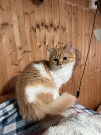 Gattini svezzati di 5 mesi (2 maschietti)