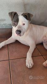 Cane da monta American pitbull