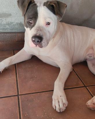Cane da monta American pitbull