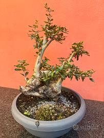 Bonsai olivastro