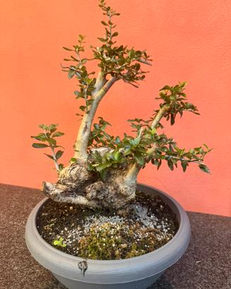 Bonsai olivastro