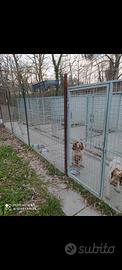 Box per cani