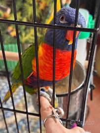 Pappagallo Trichoglossus haematodus