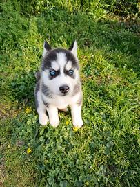 Cuccioli di Siberian Husky