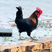 Gallo siciliano nostrale