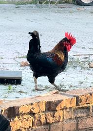 Gallo siciliano nostrale