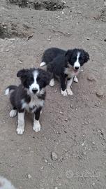 Cuccioli border collie in adozione Super Fly