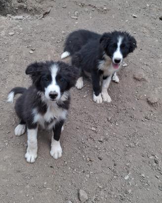 Cuccioli border collie in adozione Super Fly