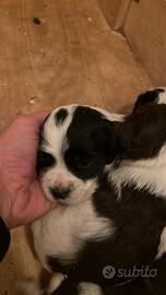 Cuccioli di springer
