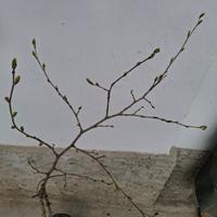 Pianta di gelso nero