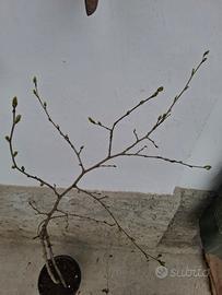 Pianta di gelso nero