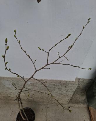 Pianta di gelso nero