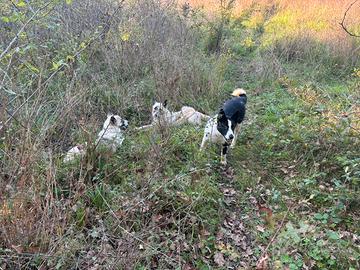 Cane da orso della Garelia