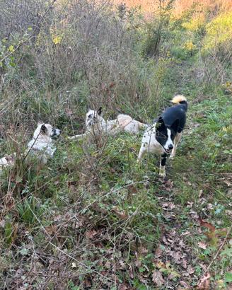 Cane da orso della Garelia