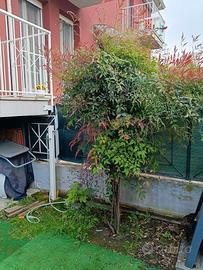 albero di Nandina 