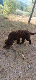 Lagotto romagnolo