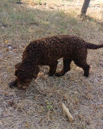 Lagotto romagnolo