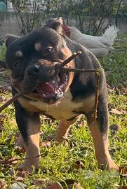 American bully