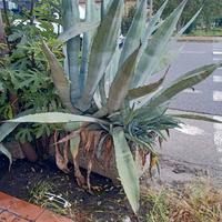 Agave