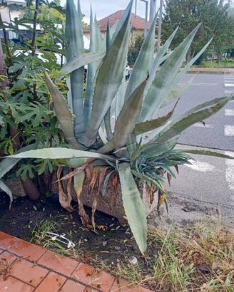 Agave