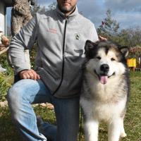 Cucciolo di Alaskan Malamute con Pedigree