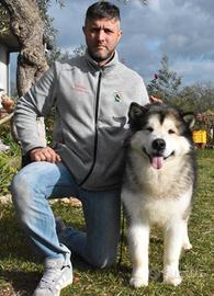 Cucciolo di Alaskan Malamute con Pedigree