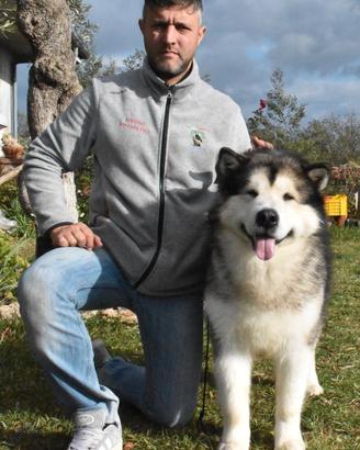 Cucciolo di Alaskan Malamute con Pedigree
