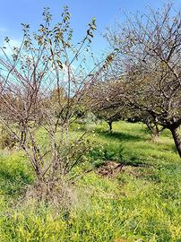 TERRENO A SAN GIORGIO A CREMANO