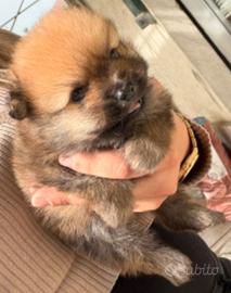 Cucciolo di teacup Spitz Pomeranian