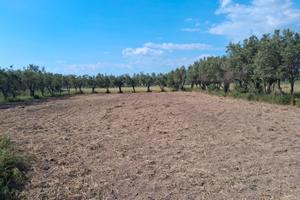 Terreno circa 1900m² + rustico Cozzo Re