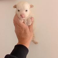 Cucciolo Maltipoo mini toy da borsetta