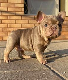 Bulldog Francese