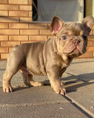 Bulldog Francese