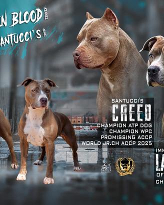 American pitbull terrier