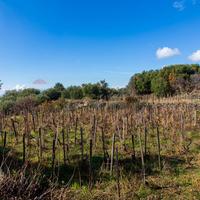 Terreno - Biancavilla