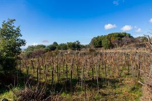 Terreno - Biancavilla