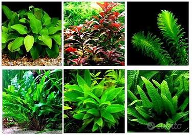 Piante per acquario facili