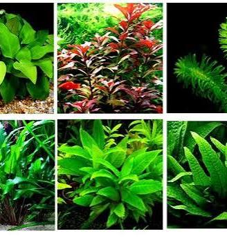 Piante per acquario facili