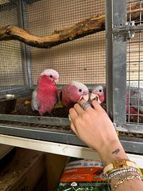 Cacatua roseicapilla allevato a mano