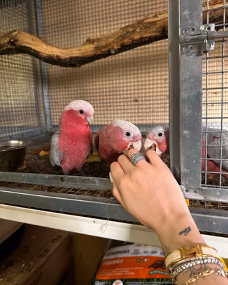 Cacatua roseicapilla allevato a mano
