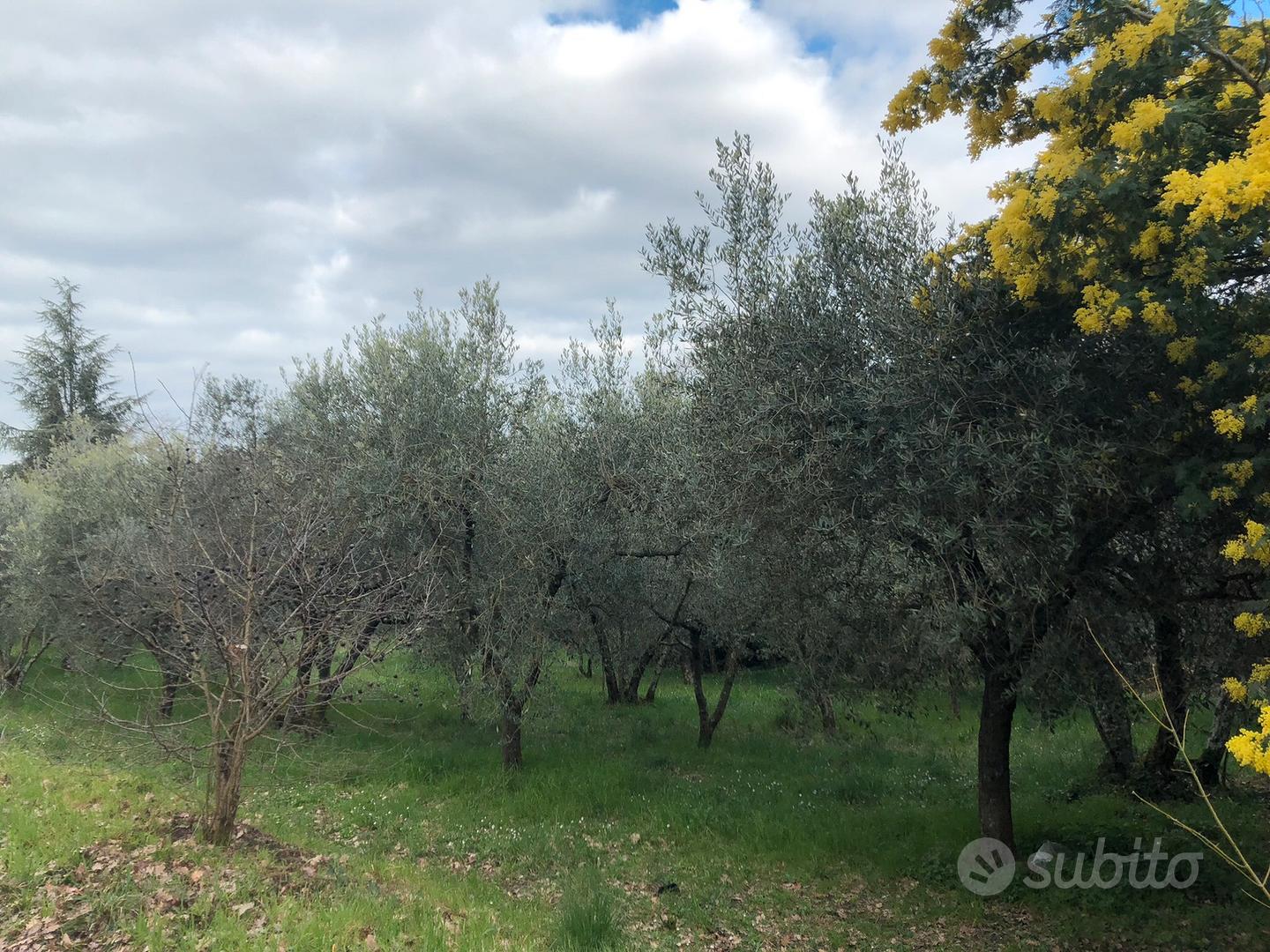 Terreno agricolo - Vista 3