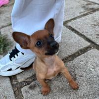 Pinscher Chihuahua