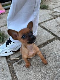 Pinscher Chihuahua