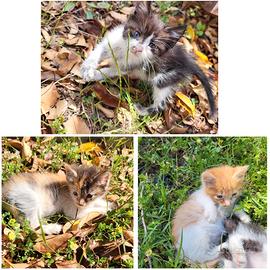 Cuccioli gattini