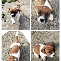 Jack