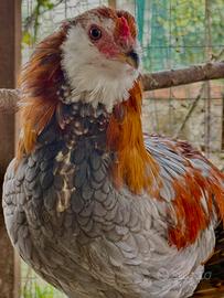 Galletto Araucana