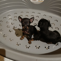 Cuccioli di Pinscher