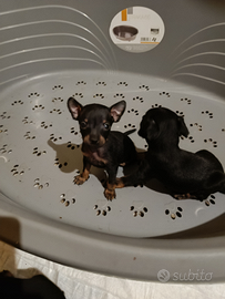 Cuccioli di Pinscher