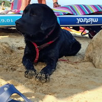 Labrador nero disponibile per accoppiamento