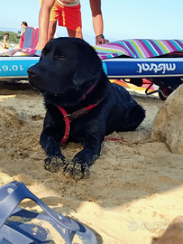 Labrador nero disponibile per accoppiamento